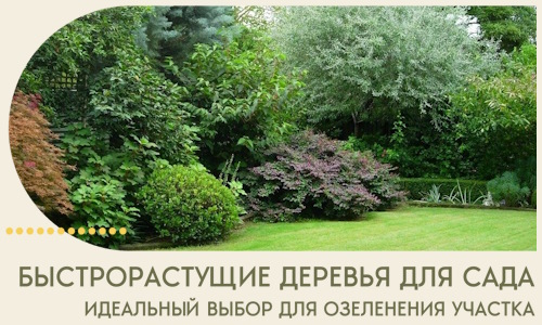 Быстрорастущие деревья для сада идеальный выбор в Мытищах