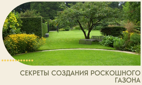 Секреты создания роскошного газона в Мытищах